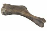 Hadrosaur (Hypacrosaur) Humerus with Metal Stand - Montana #145229-5